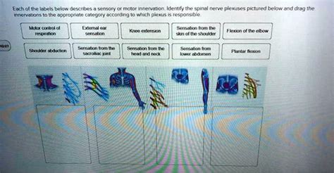 Solved Each Of The Labels Below Describes A Sensory Or Motor Innervation Identify The Spinal