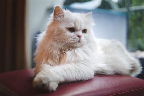 Persian Cat Personality Traits And Facts Great Pet Care