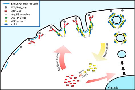 Figure 1 From Cofilin Recruitment And Function During Actin Mediated