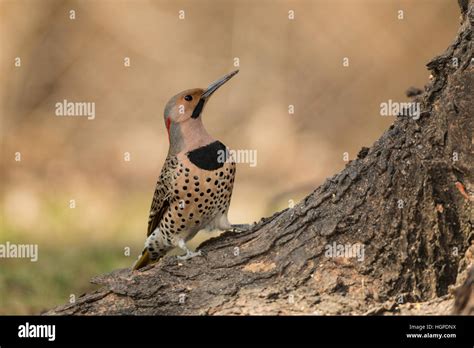 Yellow Shafted Northern Flicker Stock Photo Alamy