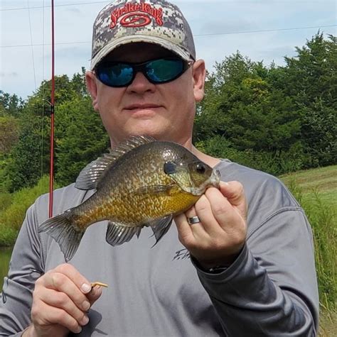 Great Baits For Bluegill Bluegills Rambling Angler Outdoors