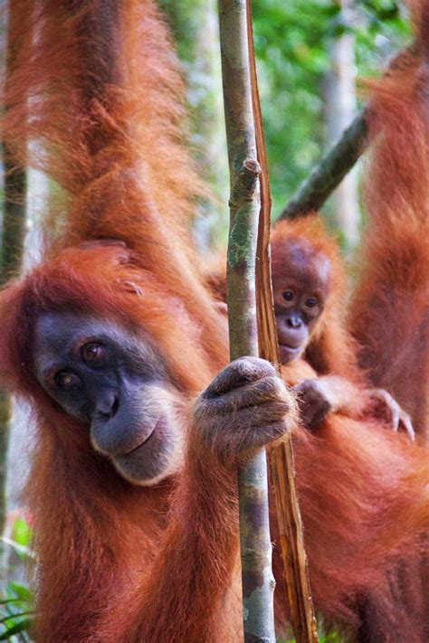 Bukit Lawang The Jungle Of Orangutans Mokum Surf Club Orangutan