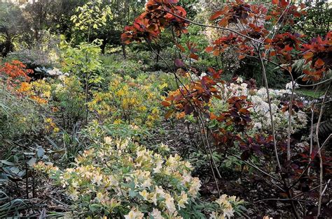 L All E Himalayenne Au Jardin De Pellinec Penv Nan En Bretagne