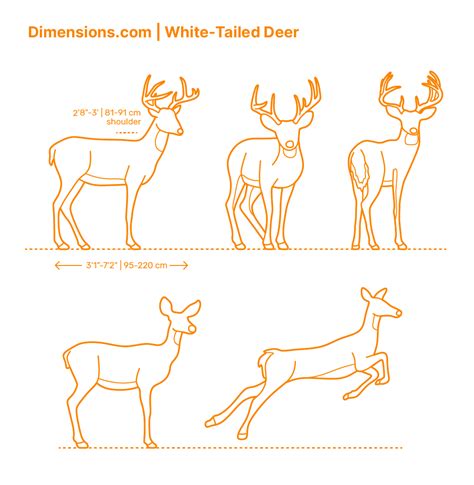 Grizzly Bear Dimensions & Drawings | Dimensions.com