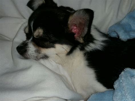 Is Meningitis In Dogs Fatal