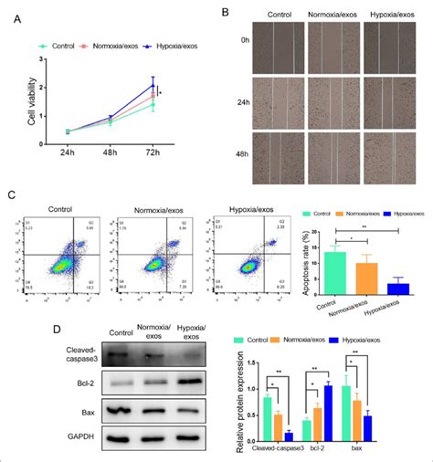 Hypoxia Exos Promotes The Proliferation And Inhibited Apoptosis In A