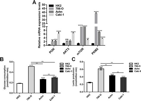 Overexpressed Mir 122 5p Promotes Cell Viability Proliferation Migra