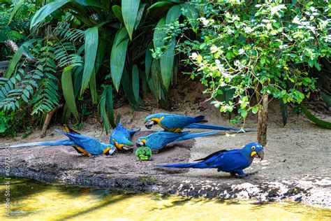 The Blue And Yellow Macaw In Parque Das Aves Foz Do Iguacu Brazil Ara