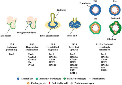 Cells Free Full Text Transcription Control Of Liver Development