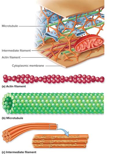 Cytoskeleton Cell Biology Biology Facts Study Biology