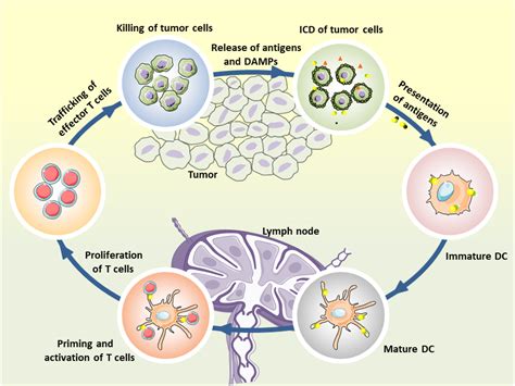 纳米人 Biomaterials：用于诱导免疫原性细胞死亡和增强癌症免疫治疗的新兴光动力纳米疗法