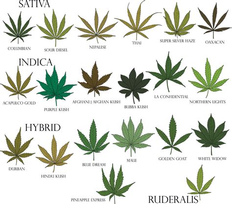 Quais S O Os Diferentes Tipos De Maconha Soni