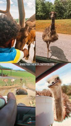 Virginia S Only Drive Thru Safari Adventure Ideas Safari Adventure