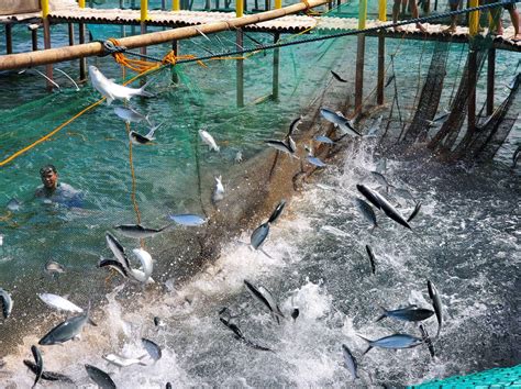 Gamawa Fishermen Release 20k Bangus Fingerlings— Nickel Asia Corporation