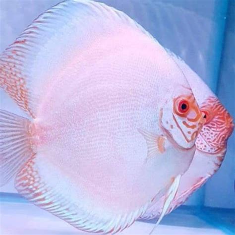 Jual DISCUS WHITE BUTTERFLY 2INCH Ikan Discus Air Tawar 1CM TIDAK