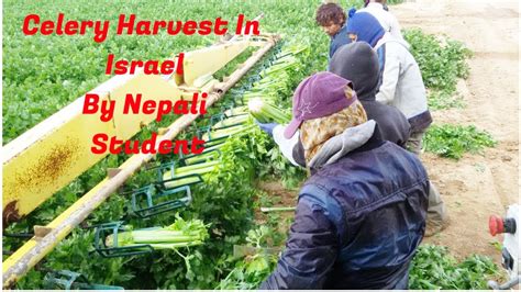 Celery Harvesting In Israel Nepali Student By Agro Panchase Youtube