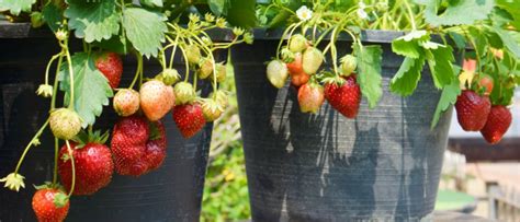 Les Meilleures Vari T S De Fraisiers Cultiver