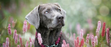 Silver Labrador - A-Z Animals