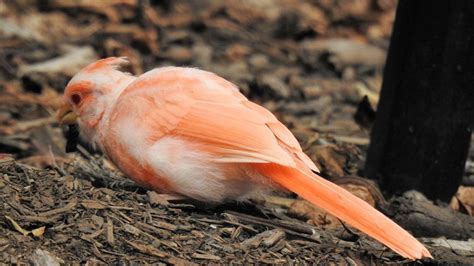 PHOTOS: Rare albino cardinal photographed in Maryland | WJLA