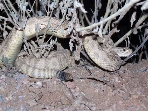 Prairie Rattlesnake Project Noah