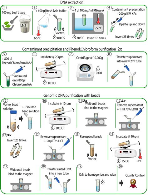 Lysis Buffer Recipe For Dna Extraction | Bryont Blog