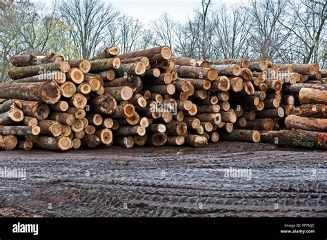 Stacks Of Newly Cut Logs Stock Photo Alamy