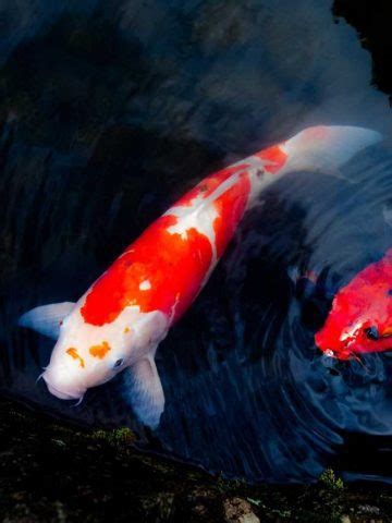 Koi Fish Dream Meaning And Interpretations Sarah Scoop