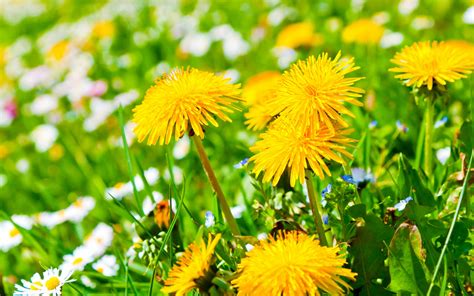Yellow Dandelion S Wallpaper 2880x1800 23757