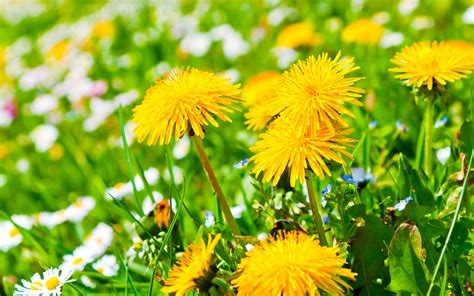 Yellow Dandelion s wallpaper | 2880x1800 | #23757