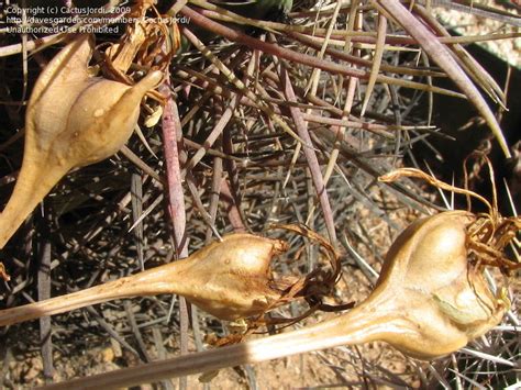 Plantfiles Pictures Boophone Species Bushman Poison Century Plant