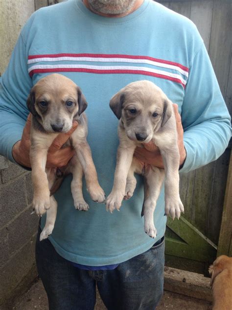 Lurcher Puppies For Sale | Beaverton, OR #194479 | Petzlover