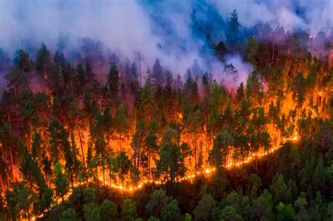 M S De Hect Reas De Bosque Perdidas Por Incendios En Guatemala