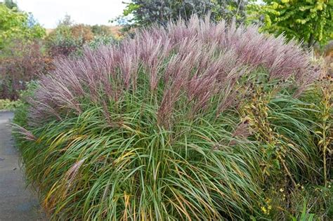 Red Maiden Grass 15 Seeds Miscanthus Sinensis Plume Grass Uk Garden