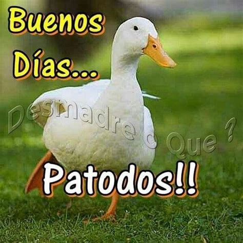 Im Genes De Buenos D As Grupo De Whatsapp Graciosas Good Morning Funny