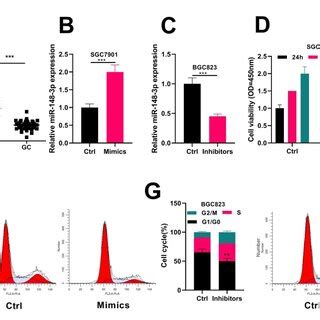 Mir P Inhibits Gastric Cancer Cell Migration Invasion And