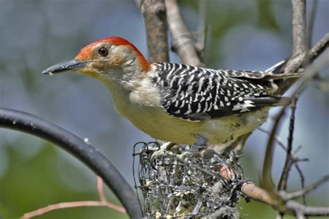 Woodpecker Removal Trutech Wildlife Tampa