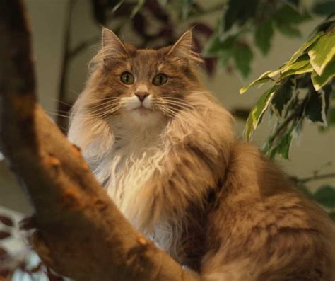 Kucing Hutan Untuk Dijual Malaysia Info Mengenai Kucing Hutan