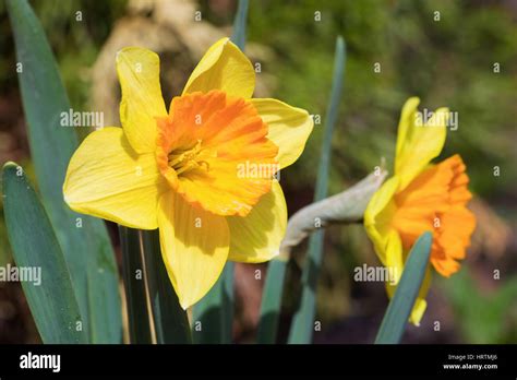 Narcissus Or Daffodil Narcissus Gentle Giant Hi Res Stock Photography