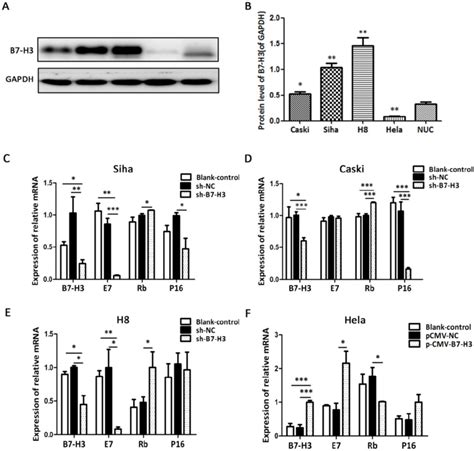 B7 H3 Expression In Cervical Cancer Cell Lines And The Effects Of B7 H3 Download Scientific