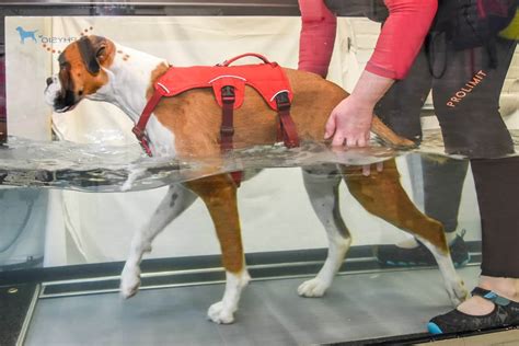 Canine Hydrotherapy in York | Aquatread Canine Hydrotherapy