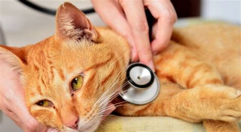 Fip Gatto Sintomi Cura E Aspettative Di Vita Dei Mici Positivi