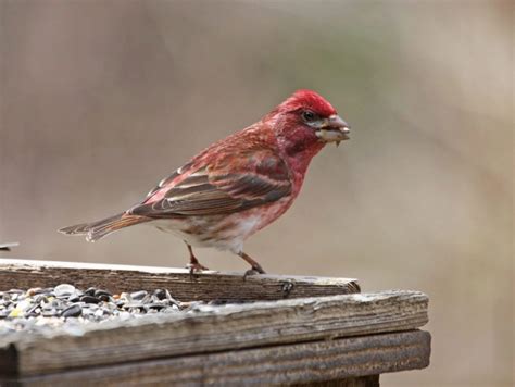Top 31 Backyard Birds British Columbia Free Id Chart