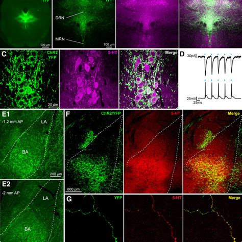 Expression Of Chr2 In Drn 5 Ht Neurons A Cre Dependent Expression Of Download Scientific