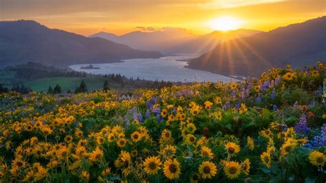 Balsamorhiza I Rzeka Columbia River W Promieniach S O Ca