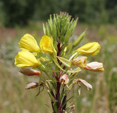 Oenothera Wikipedia