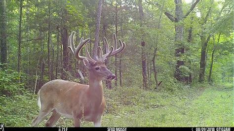 Browning Strike Force Pro XD Trail Camera Captures Big Velvet Whitetail