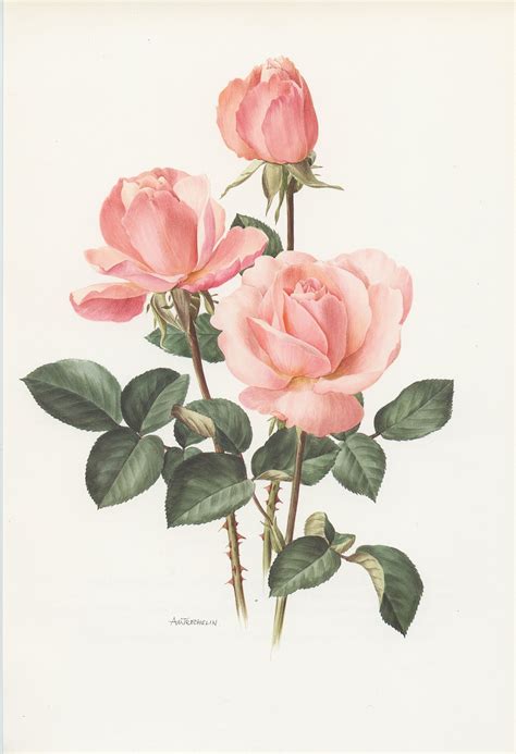 Pale Pink Castel Versailles Botanical Rose Print From Vintage