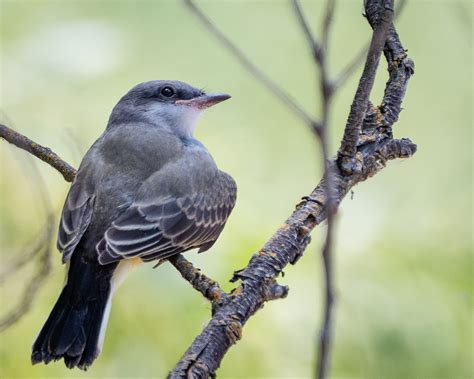 Western Kingbird | Audubon Field Guide