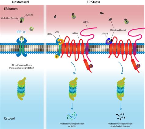 Frontiers The Impact Of Endoplasmic Reticulum Associated Protein