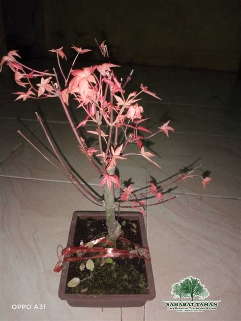 Jual Pohon Japanese Red Maple Harga Murah Sahabat Taman